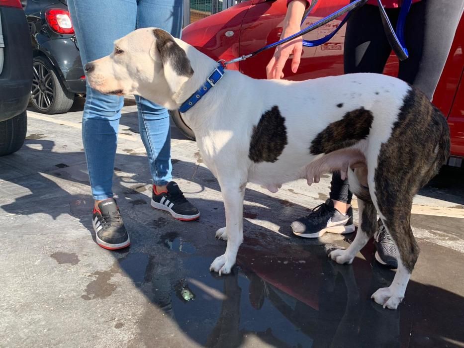 Encuentran en un robo con violencia a varios perros sustraídos