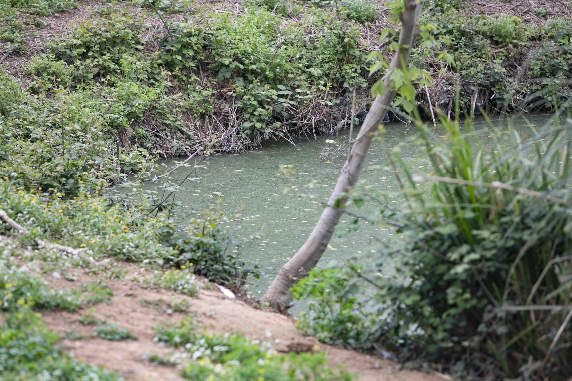 La insalubridad impera en la "charca artificial" de Canals