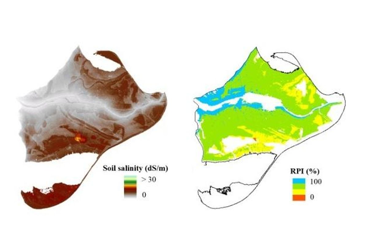 Mapa de salinidad y producción de arroz en el Delta del Ebro. Las zonas más próximas al río muestran menor grado de salinidad y mejor índice de producción. Por el contrario, en los terrenos más hundidos y cercanos a la costa aumenta la salinidad, por lo que disminuye la producción de cereal.