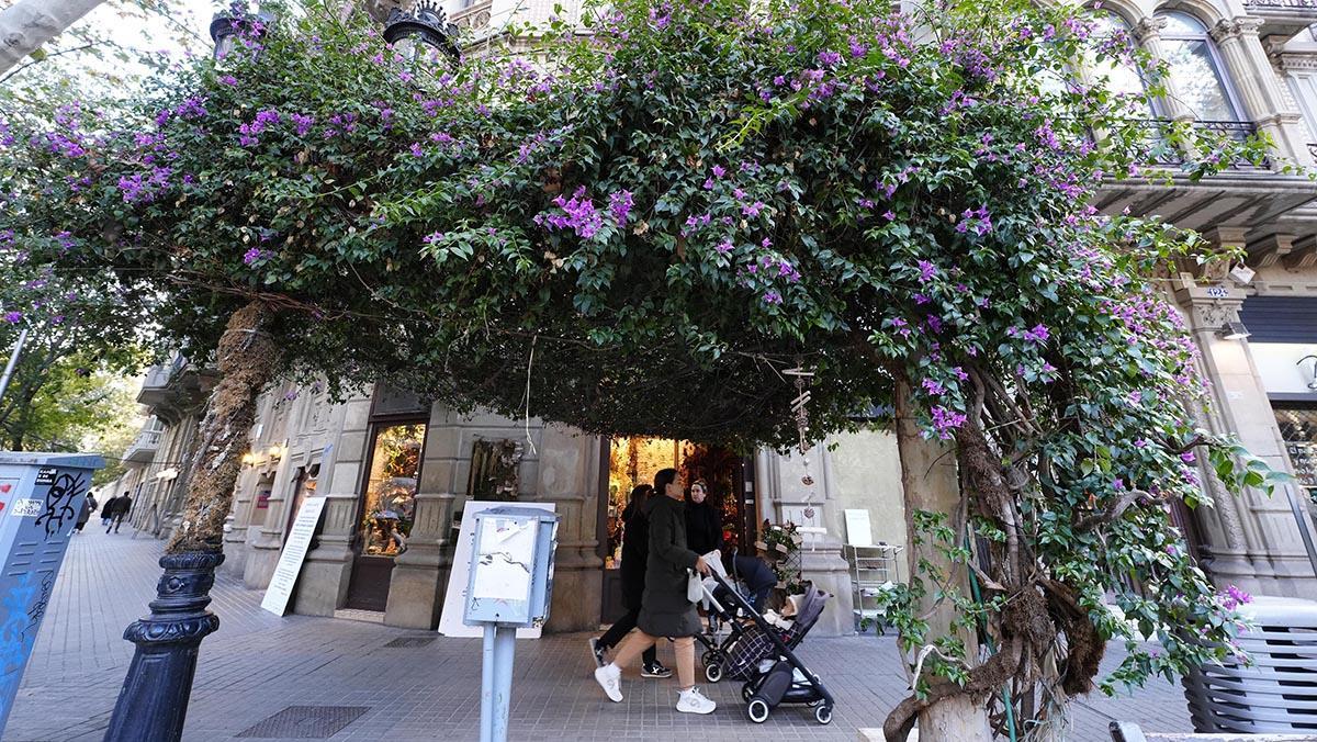La buganvilla gigante frente a la floristería María Ponsa, en Barcelona