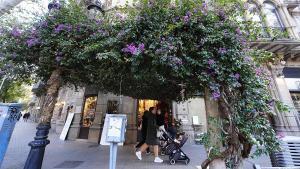 La buganvilla gigante frente a la floristería María Ponsa, en Barcelona