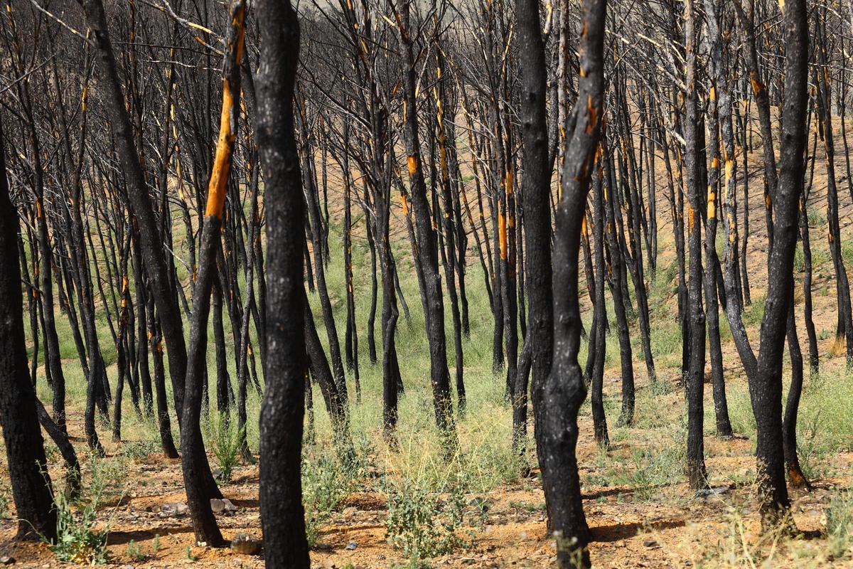 En imágenes | Así está Ateca un año después del incendio forestal que afectó a 14.000 hectáreas En imágenes | Así está Ateca un año después del incendio forestal que afectó a 14.000 hectáreas
