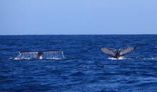 El santuario de ballenas en el Atlántico se retrasa al menos hasta 2024