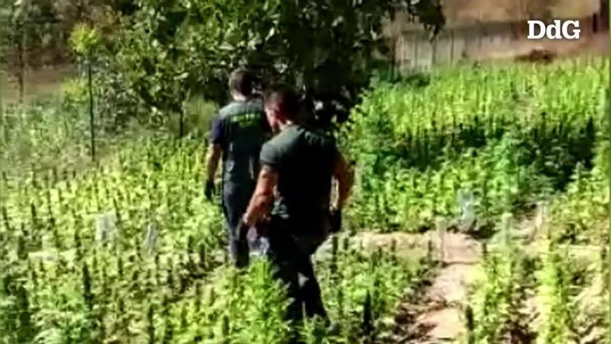 Vídeo: Aquesta és la macroplantació de marihuana de Capmany valorada en més d'un milió d'euros