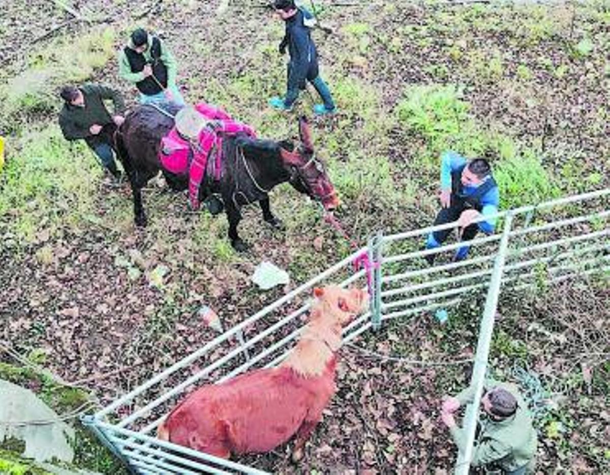 Arriba, varios ganaderos confinando al caballo en una cerca; sobre estas líneas, la mula guiando al animal rescatado por el río Caudal.