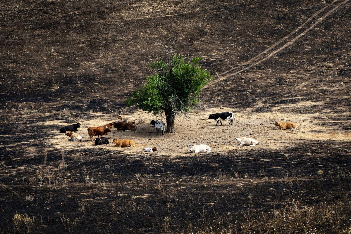 Varias vacas en torno a un árbol en Soto de Viñuelas que se salvó de las llamas en el incendio del pasado agosto en Tres Cantos (Madrid), cuatro días después de que se extinguiera el fuego.
