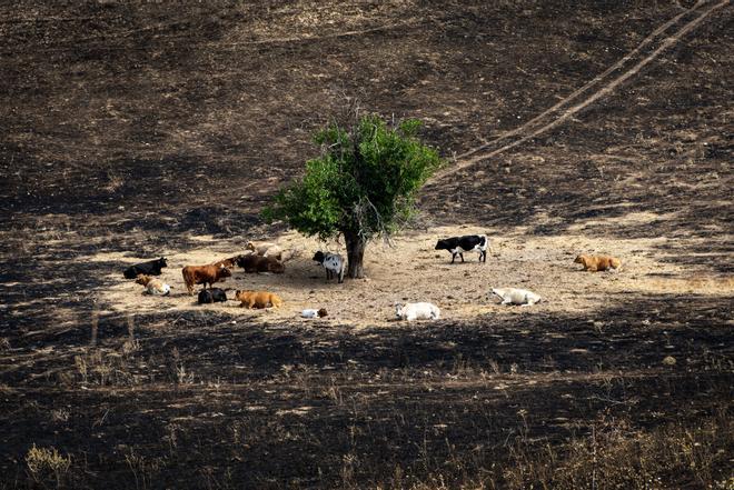 Madrid, ante la campaña de riesgo de incendios de este año: 500 efectivos diarios para la extinción y 22.000 cabezas de ganado en la prevención