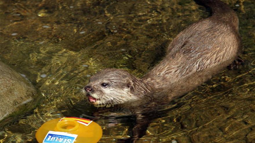 La nutria asiática &quot;Maya&quot;, que vive en el acuario &quot; Sea Life&quot; de Benalmádena (Málaga), ha pronosticado hoy, martes 26 de junio de 2012, que la selección española de fútbol ganará a Portugal en el partido que jugarán mañana consiguiendo así el pase a la final de la Eurocopa 2012.