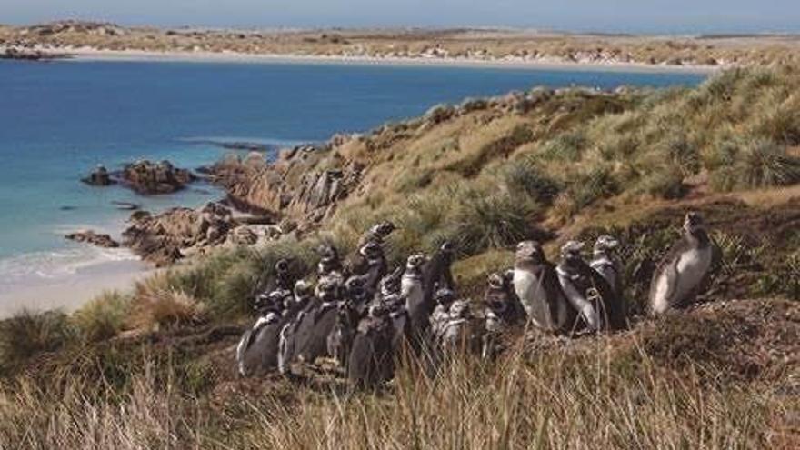 Colonia de pingüinos de Magallanes.