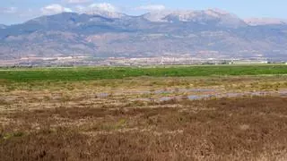 La contaminación química del agua pone en peligro a las aves de los Saladares del Guadalentín