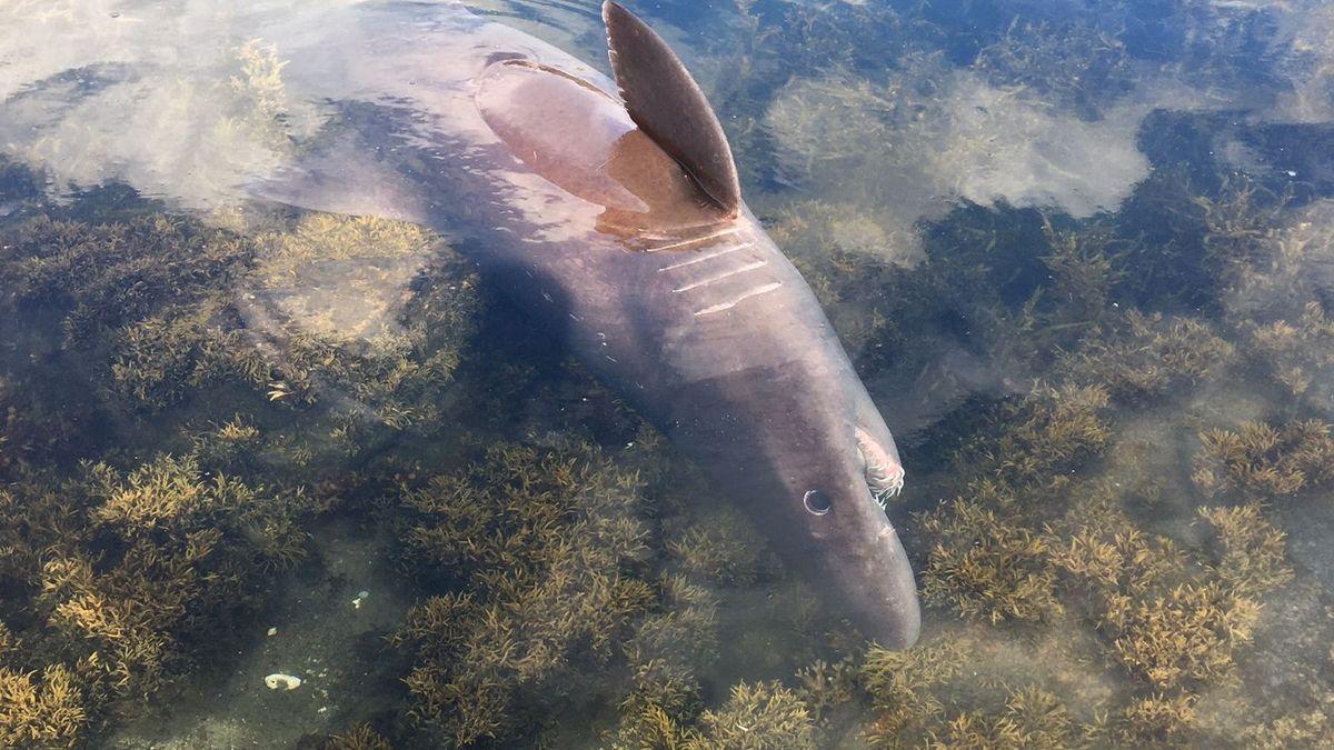 Muere el tiburón dientes de perro varado en Galicia