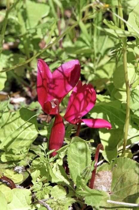 In Ariant blühen die mediterranen Pflanzen um die Wette. In dem von Heidi Gildemeister entworfenen Garten wird vieles den Launen der Natur und dem Zufall überlassen. Aber nicht alles.