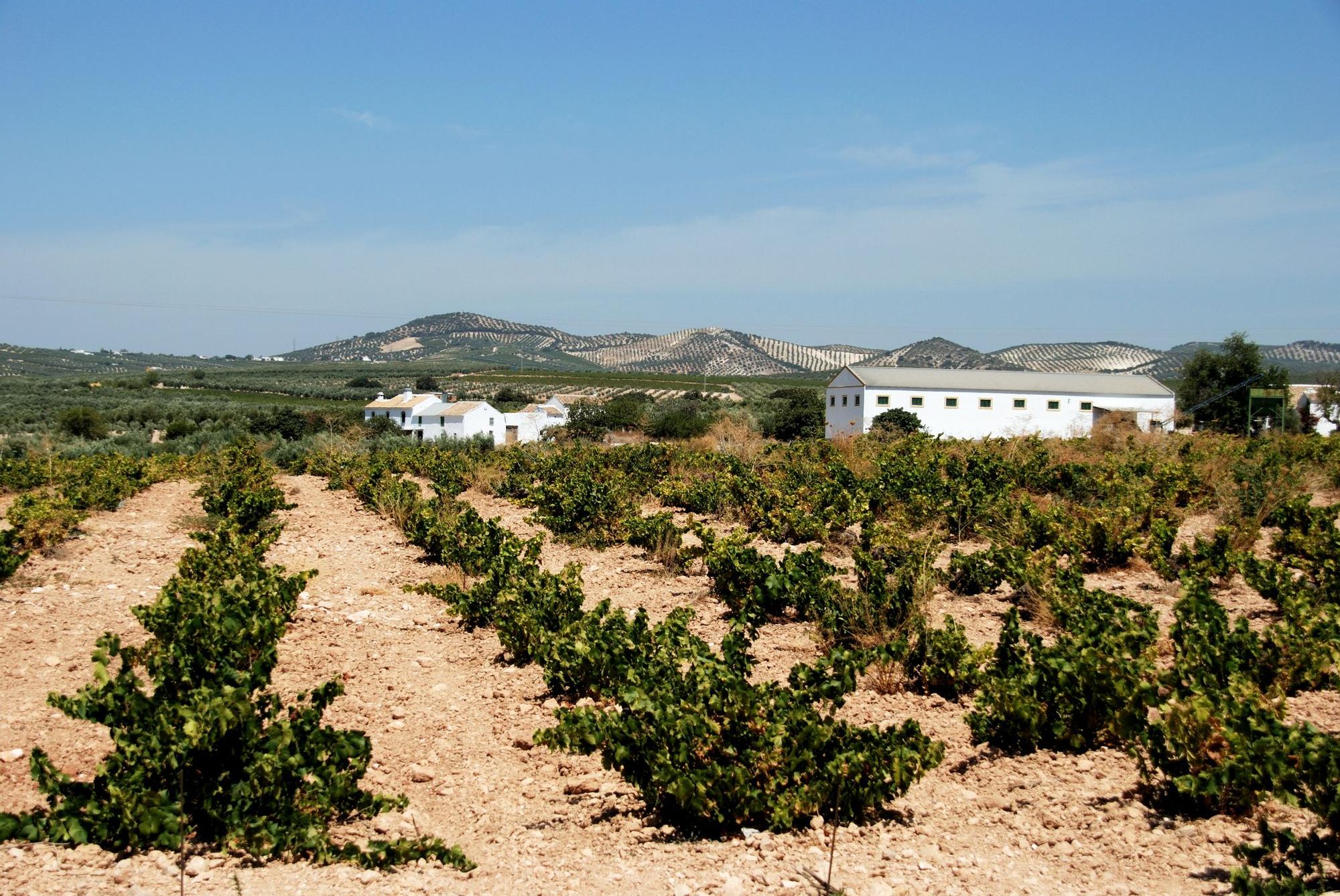 Viña en Montilla.