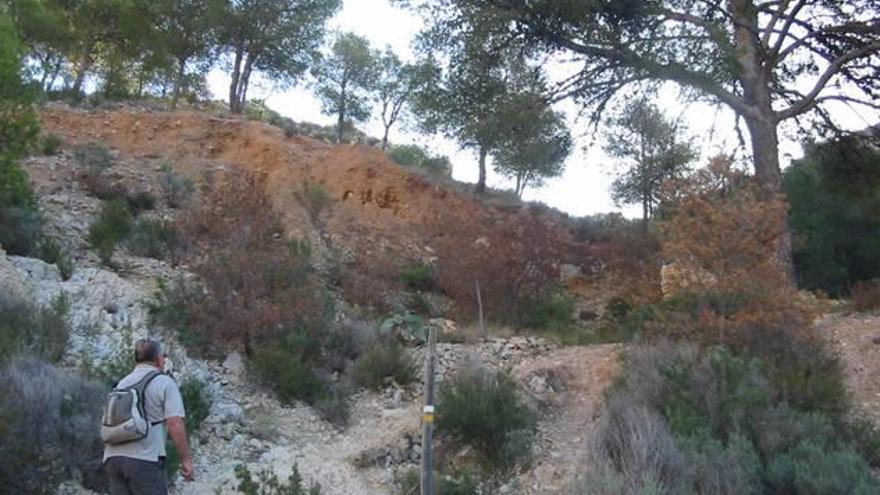 La sierra de Crevillent es uno de los lugares donde está presente esta plaga.