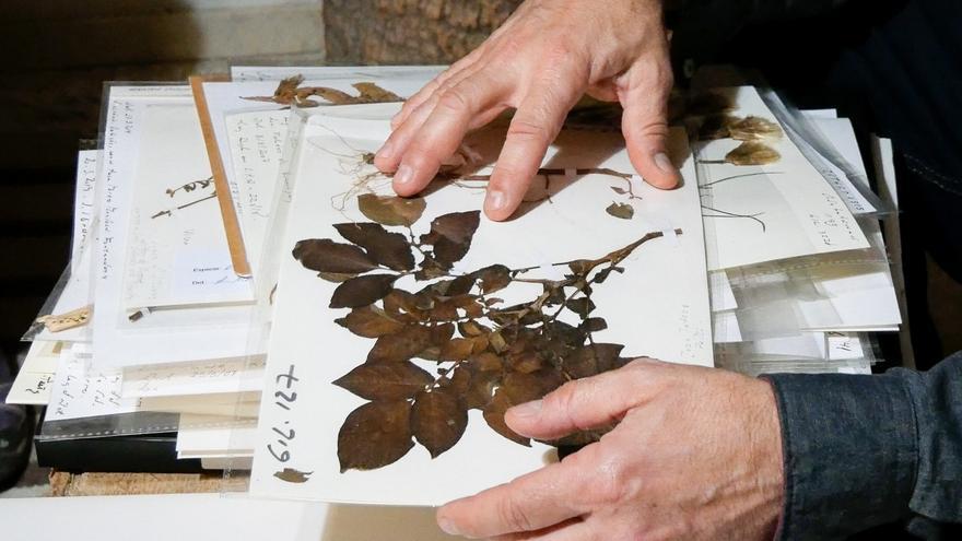 Un estudio de Patrimonio Cultural recupera la memoria del uso tradicional de las plantas de Canarias