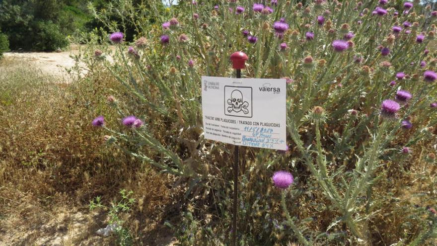 Denuncian la fumigación de las dunas del Carabassí con un producto &quot;probablemente cancerígeno&quot;