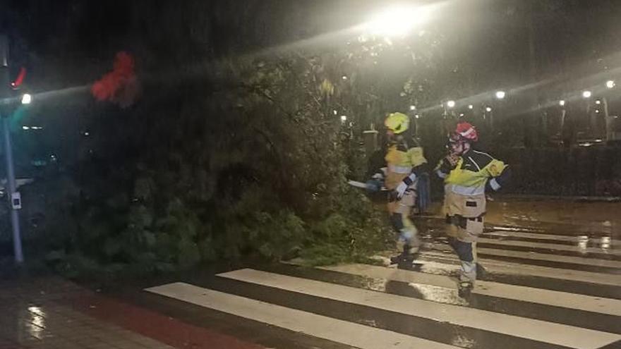 Un árbol caído por la lluvia impacta contra el TRAM en Castelló