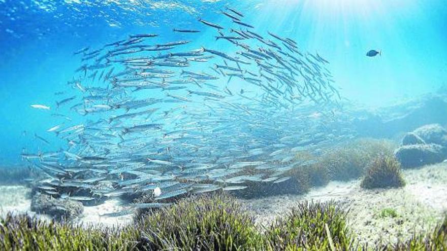 Imagen de un cardumen de ‘spets’. Las reservas marinas gozan de buena salud. | ÍÑIGO SAN FÉLIX