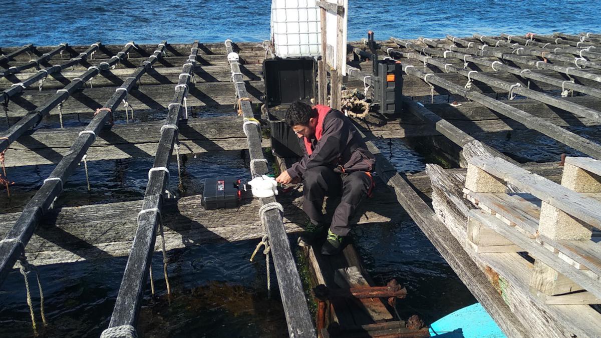 Uno de los operarios instalando los sistemas en una batea en la Ría de Arousa.