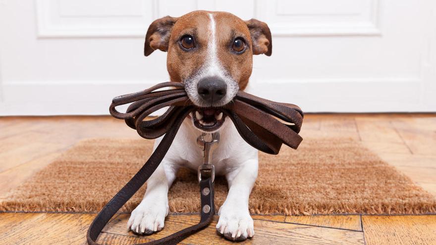 Un perro preparado para salir de paseo.