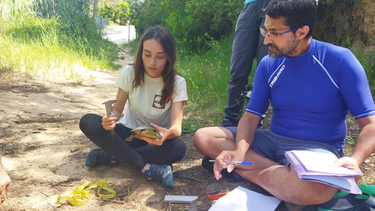 Varios voluntarios miden una de las tortugas