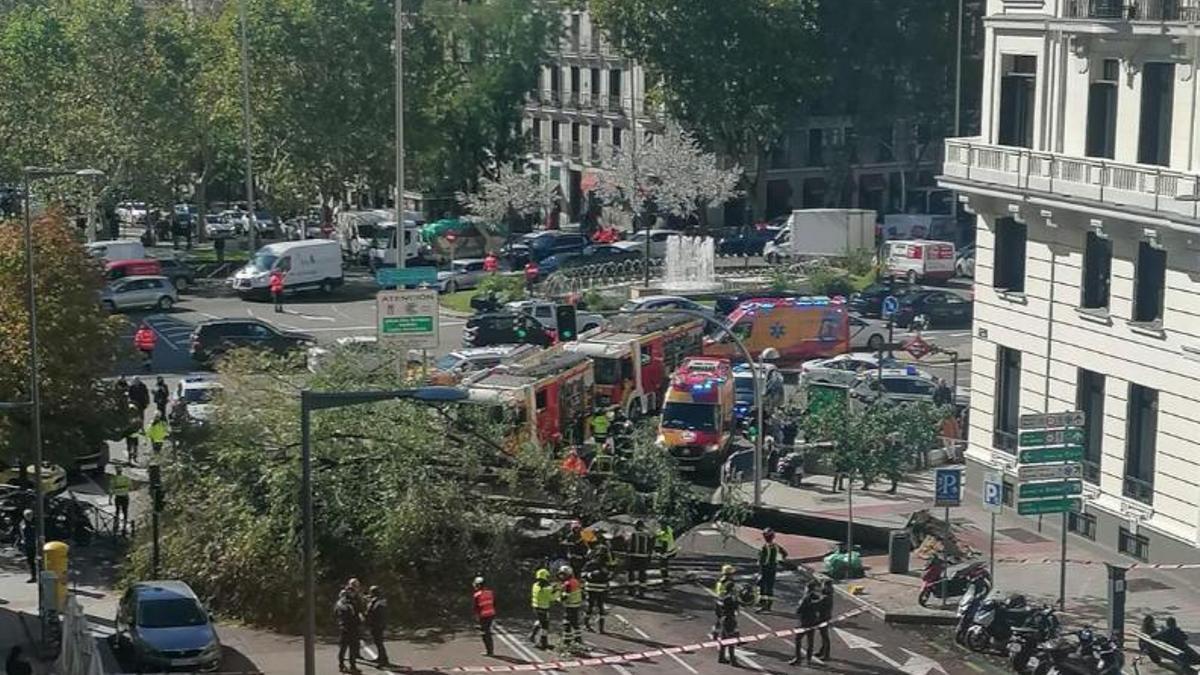 Imagen del árbol caído tomada desde un edificio cercano.