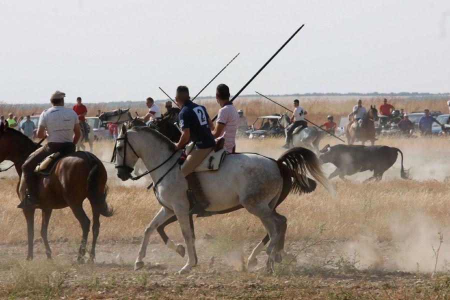 Fiestas en Zamora: Encierro en Villalpando