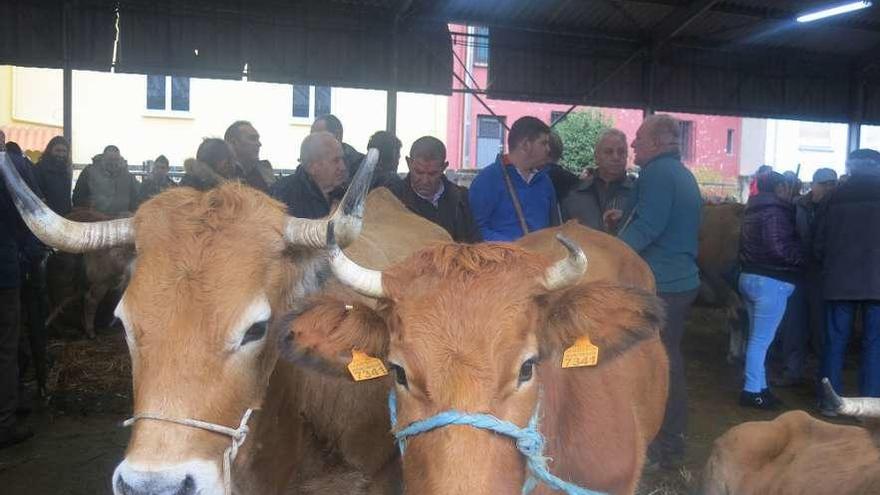 Reses y ganaderos en el Mercaón de Cabañaquinta.