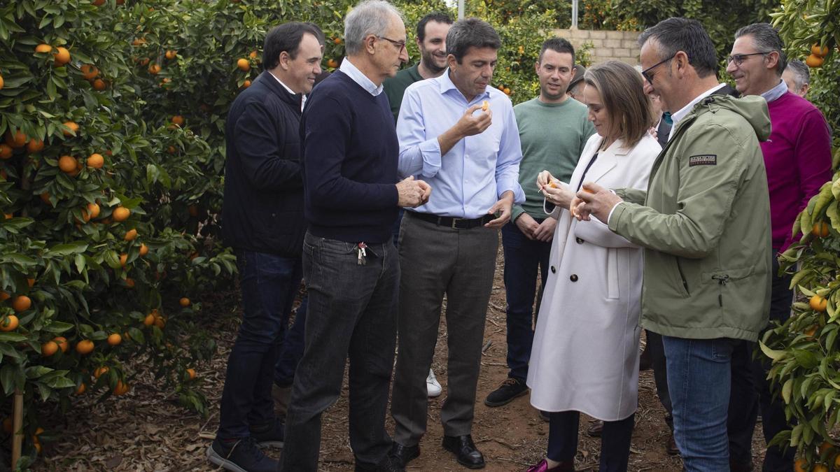 Tous. RBR La secretaria general del PP, Cuca Gamarra, Vicent Mompó y el presidente, Carlos Mazón, visitan una finca de naranjos junto los agricultores