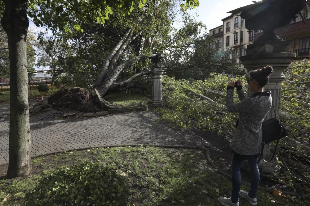 Daños del temporal en Avilés.