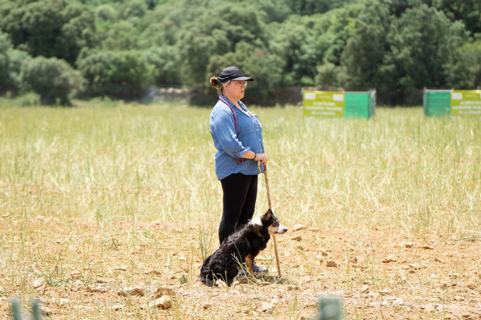 FOTOGALERÍA: Las imágenes del concurso de perros pastores de Ares del Maestrat