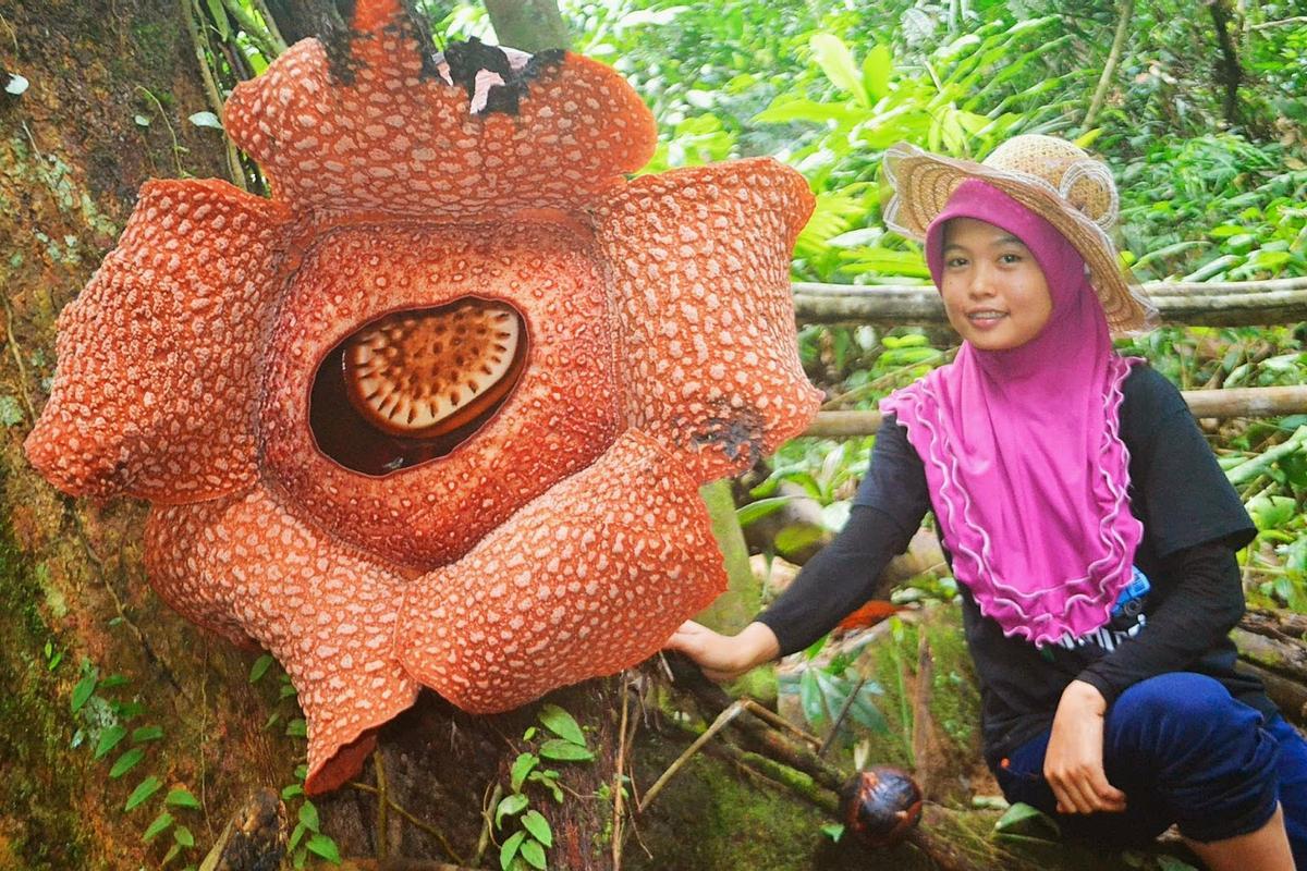 Imagen de una Rafflesia arnoldii Imagen de una Rafflesia arnoldii