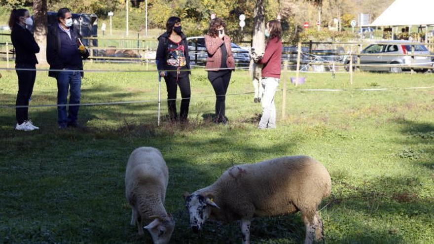 El Govern engega un pla per fer viables els escorxadors petits del país i promoure'n millores