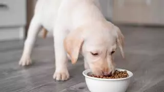 Los veterinarios coinciden: masticar todos los días ayuda a reducir el estrés y mejora la salud de los perros