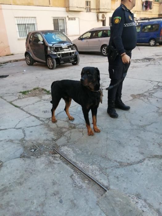 Encuentran en un robo con violencia a varios perros sustraídos