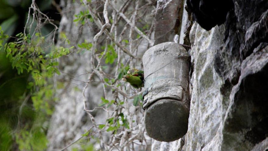 Una pareja de periquitos, en la pared de un acantilado.