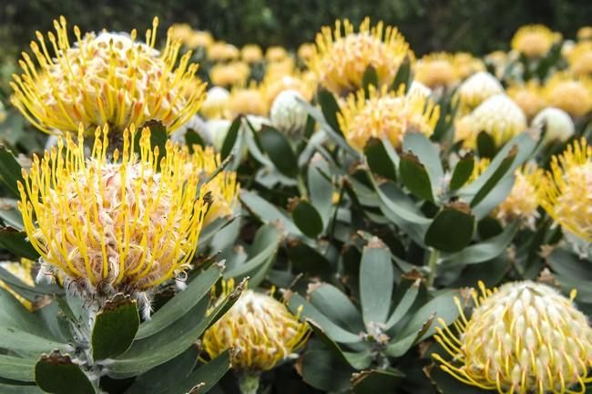 Visita a una plantacion de proteas een la Granja Agrícola del Cabildo. FOTOS: JC CASTRO