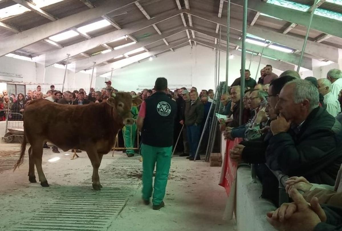 Subasta de Becerreá