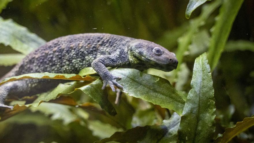 El gallipato, uno de los anfibios más amenazados de la Comunitat