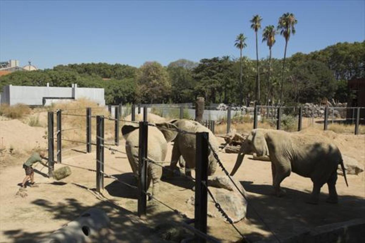 Un cuidador serveix aliment als elefants del Zoo de Barcelona.