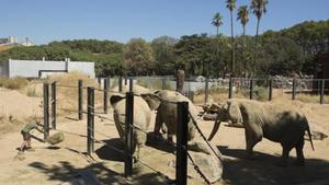 Un cuidador sirve alimento a los elefantes del Zoo de Barcelona.