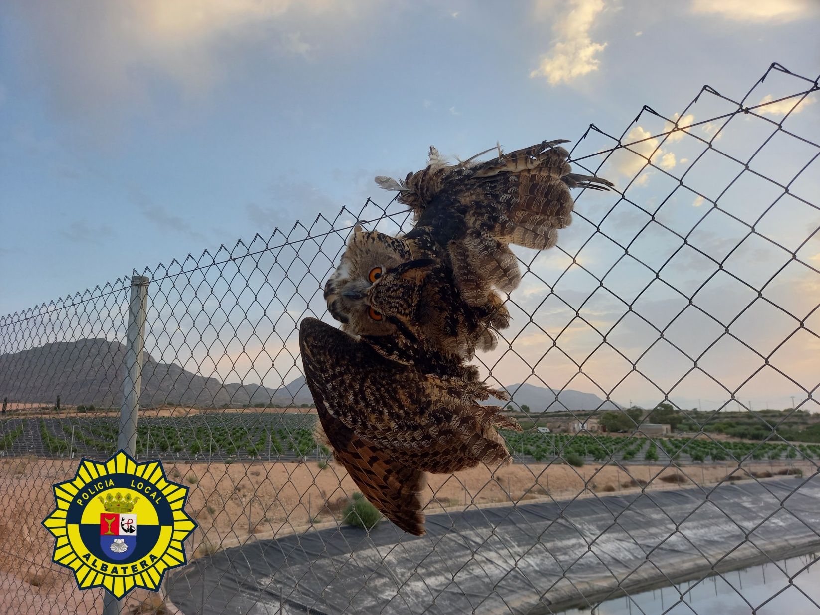 El búho real atrapado en el vallado metálico de una balsa de Albatera.