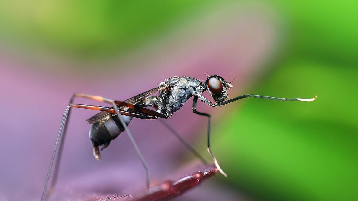 Imagen de una hormiga.