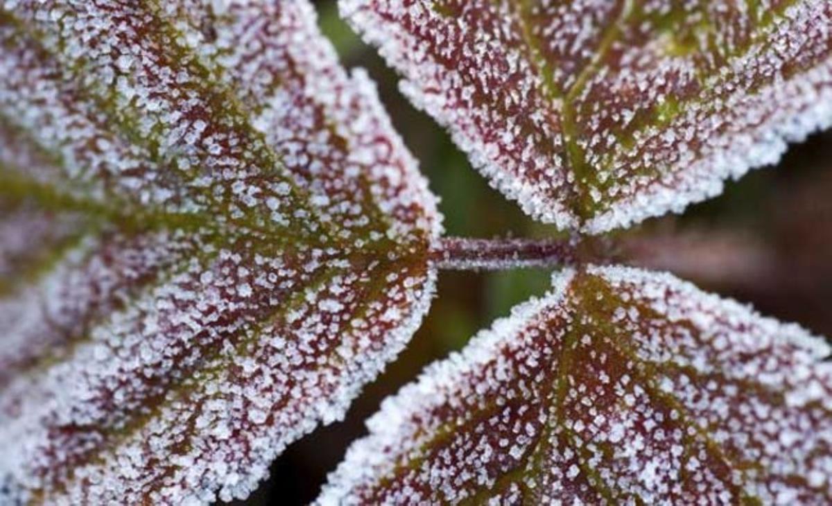 Unes fulles cobertes de gebre durant la primera gelada de l’any en un prat de Jacobsdorf, (Alemanya).