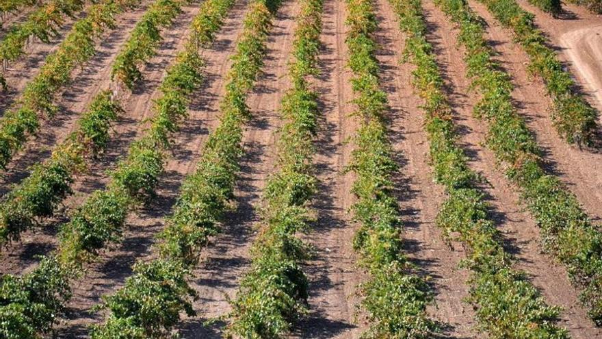 El elevado calor y la sequía afectan al viñedo y olivar en Extremadura