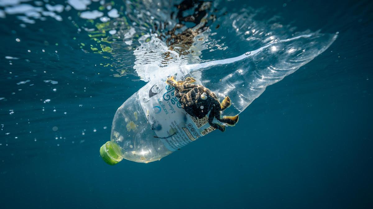 Tres 'terrones de azúcar' de plástico son suficientes para matar a un ave marina