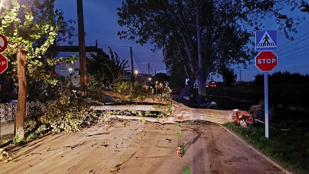 El viento derriba una decena de árboles en Vilanova i la Geltrú