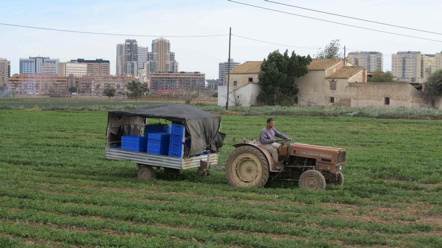 Agricultores en la huerta, con la ciudad de Valencia al fondo.