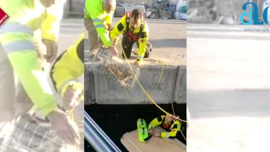 El gato que no le temía al agua: así fue el rescate de un minino marino en La Vila