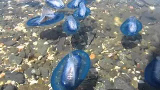 Un manto azul invade las playas de la Costa Daurada: qué es esta peligrosa especie y que peligros corren las personas